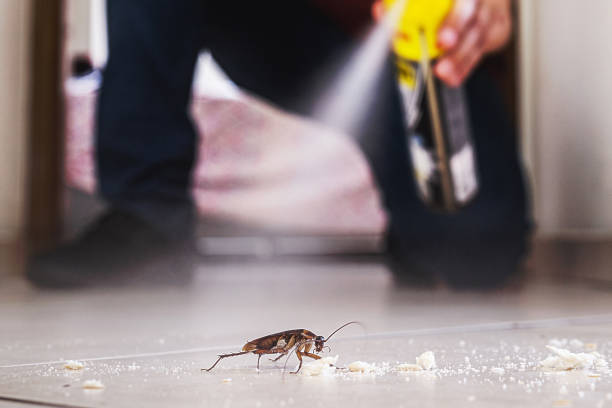 Best Affordable Pest Control Services  in Belville, NC